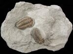 Pair of Flexicalymene Trilobites - Ohio #40670-1